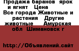 Продажа баранов, ярок и ягнят › Цена ­ 3 500 - Все города Животные и растения » Другие животные   . Амурская обл.,Шимановск г.